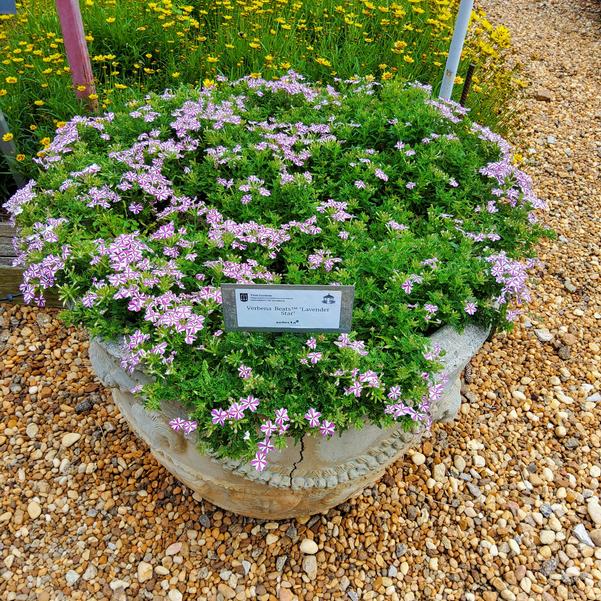 Verbena Beats™ 'Lavender Star' Image