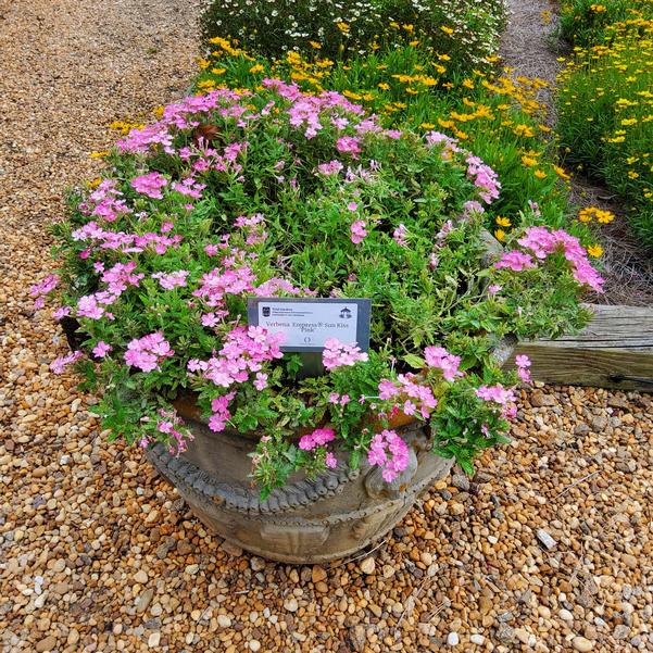 Verbena Empress® Sun Kiss 'Pink' Image