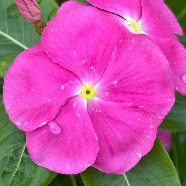Vinca Pacifica XP 'Pink' Image