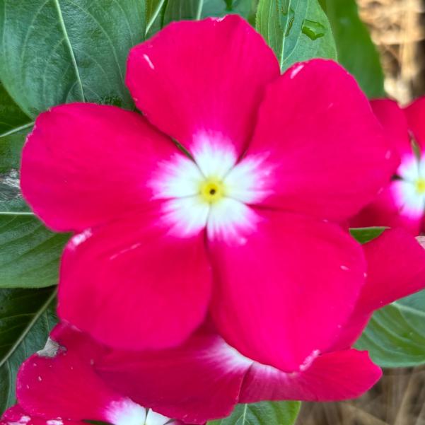 Vinca Pacifica XP 'Red Halo' Image