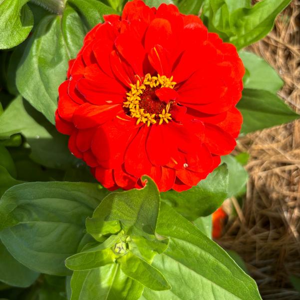 Zinnia Elegant™ 'Hot Mixture' Image