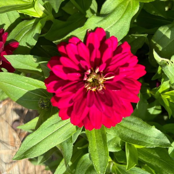 Zinnia marylandica Zydeco™ 'Cherry' Image