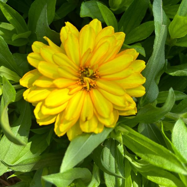 Zinnia marylandica Zydeco™ 'Deep Yellow' Image