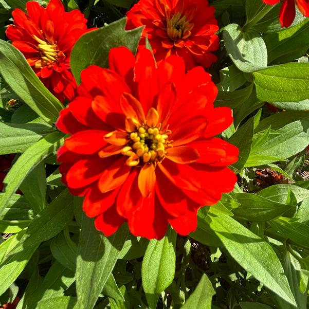 Zinnia marylandica Zydeco™ 'Fire' Image