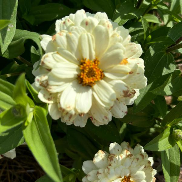 Zinnia marylandica Zydeco™ 'White' Image