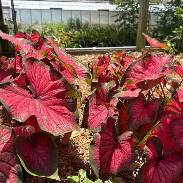 Caladium 'Red Glamour' Image