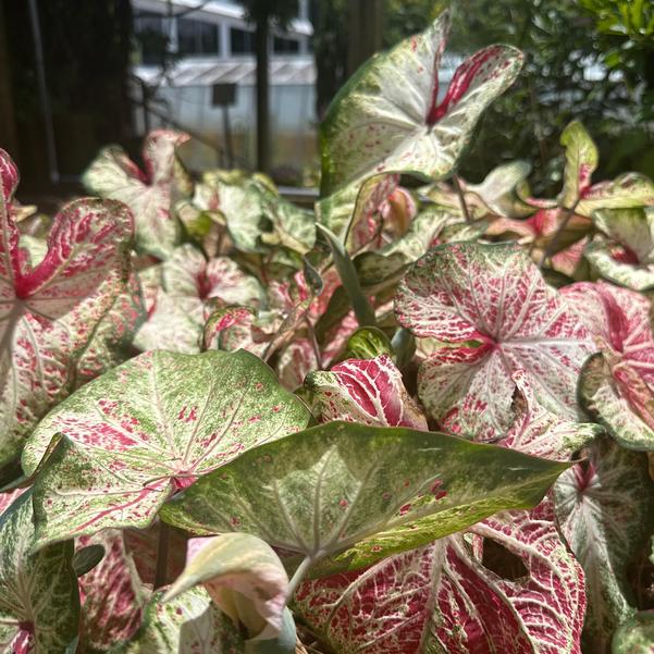 Caladium 'Peppermint' Image