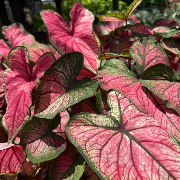 Caladium 'Puppy Love' Image