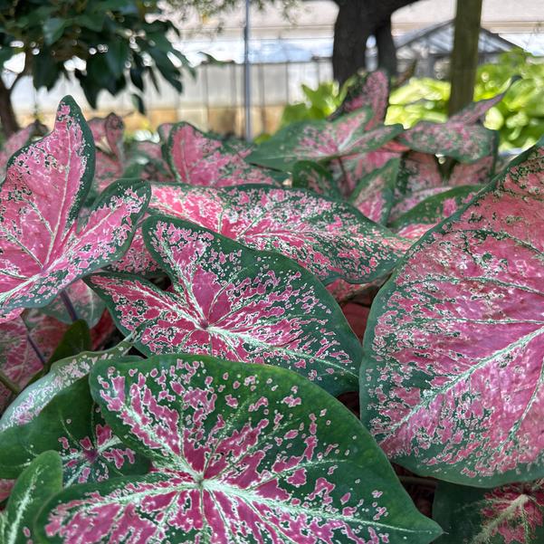 Caladium 'Ballet Slippers' Image