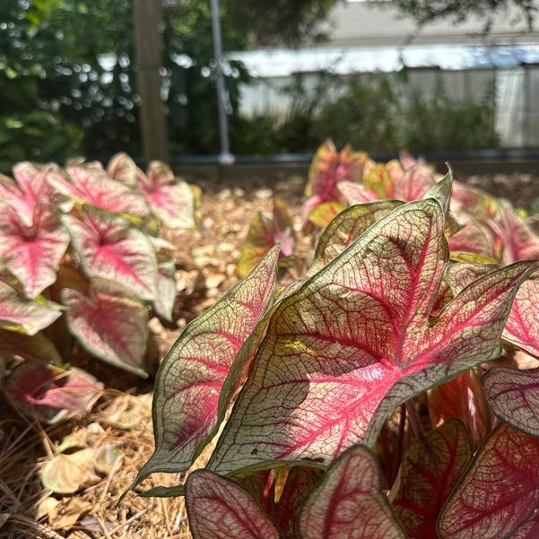 Caladium 'Southern Charm' Image