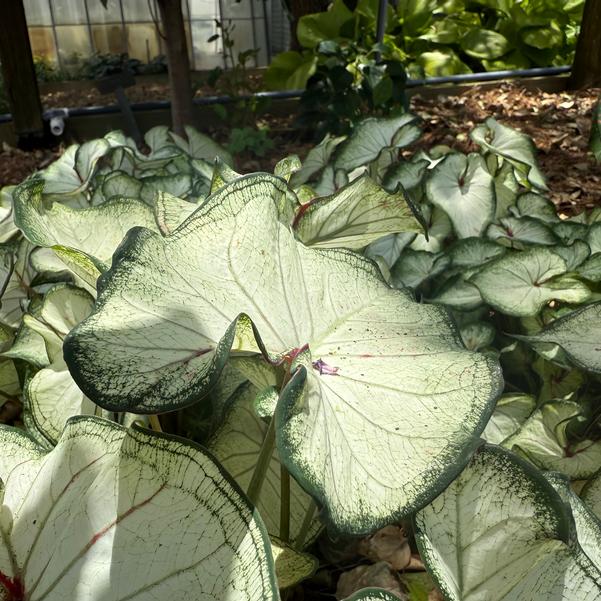 Caladium 'High Society' Image