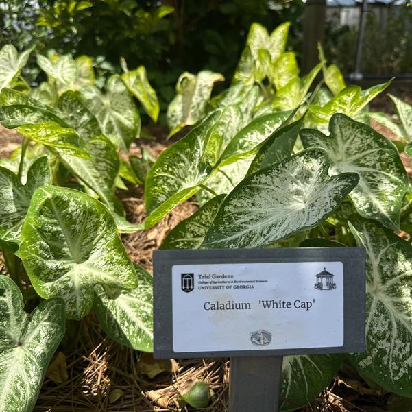 Caladium 'White Cap' Image
