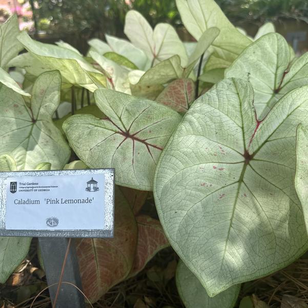 Caladium 'Pink Lemonade' Image