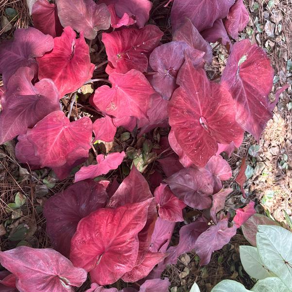 Caladium 'Sedona Skies' Image