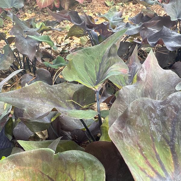 Caladium 'Midnight Oil' Image