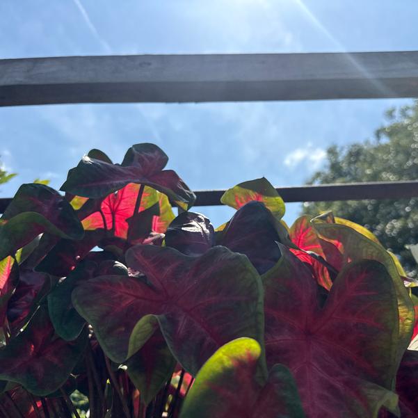 Caladium 'Too Hot' Image