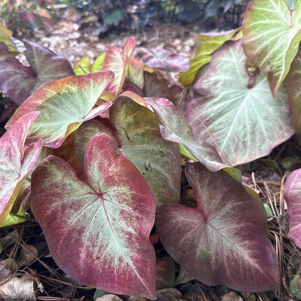 Caladium 'Crème Brulee' Image