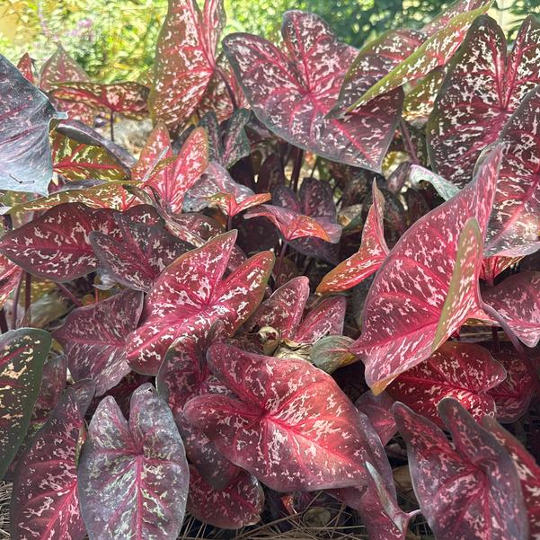 Caladium 'Escape Artist' Image