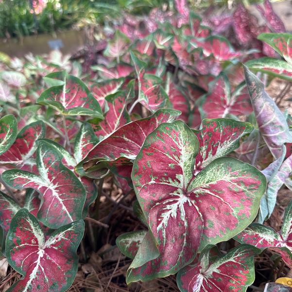 Caladium 'New Dawn' Image