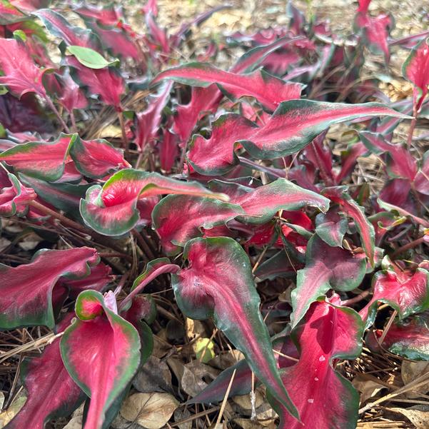 Caladium 'Sheer Magic' Image