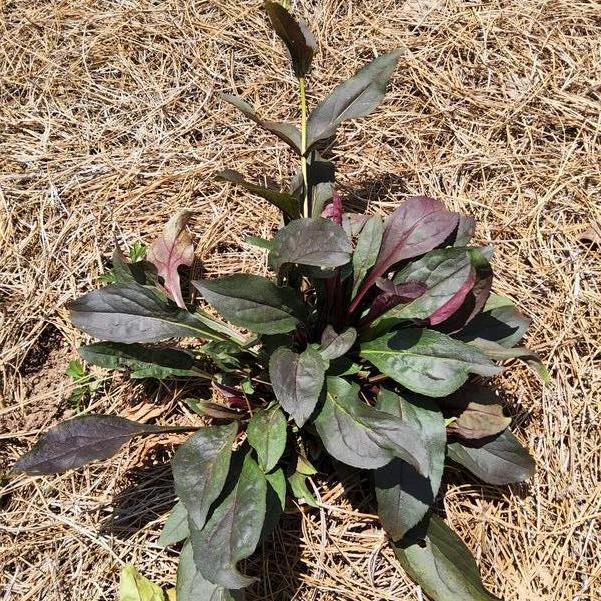 Penstemon 'Pinot Noir' Image