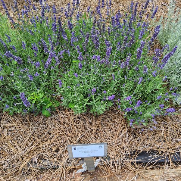 Lavandula Lavienze 'Elegance Plus' Image