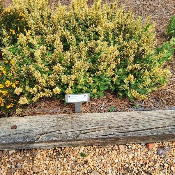 Agastache 'Peach Pearl' Image