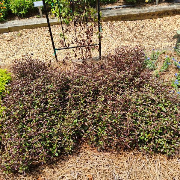 Alternanthera Red Carpet Image