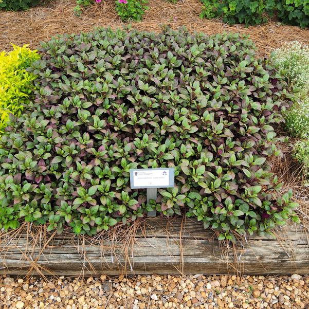 Alternanthera Little Ruby Image