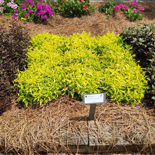 Alternanthera True Yellow Image