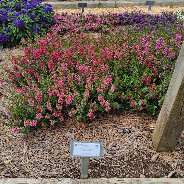 Angelonia Serenita® 'Cherry Red' Image
