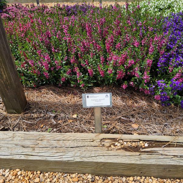 Angelonia Serena® 'Magenta' Image
