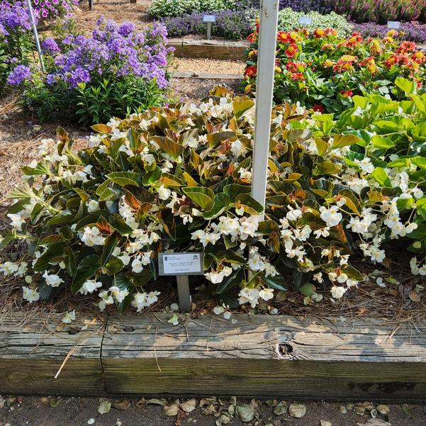 Begonia Dragon Wing® 'White Bronze Leaf' Image