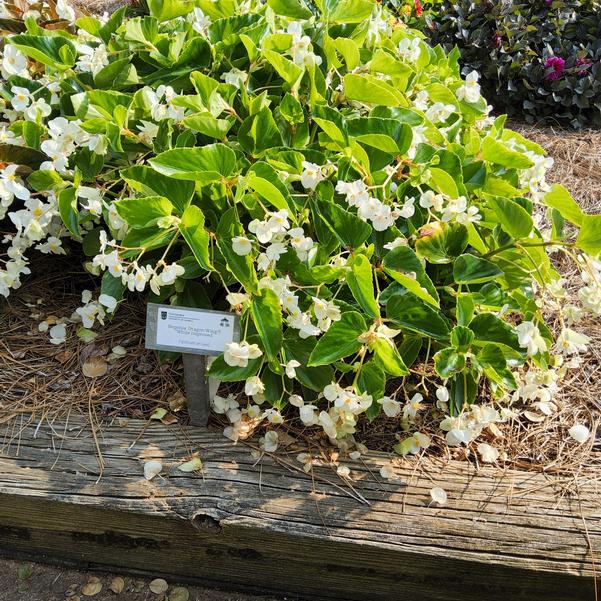 Begonia Dragon Wing® 'White Improved' Image