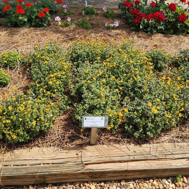 Bidens Beedance® 'Petites Orange' Image