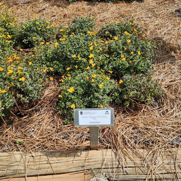Bidens Beedance® 'Petites Red' Image