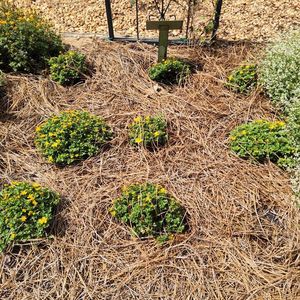 Bidens Beedance® 'Petites Yellow' Image