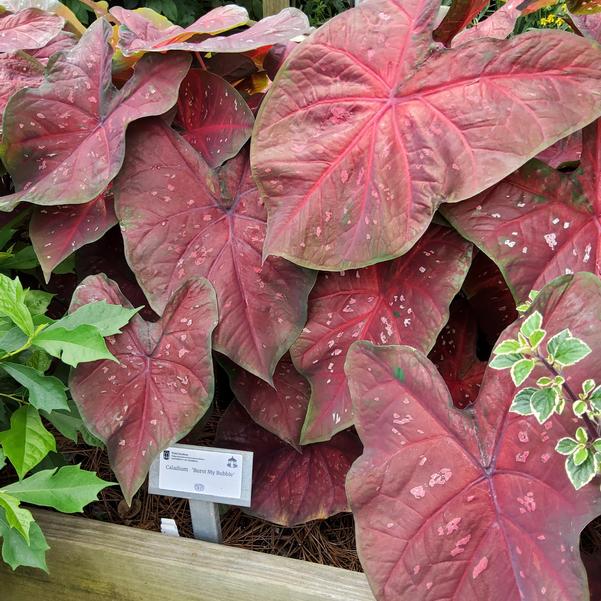 Caladium 'Burst My Bubble' Image