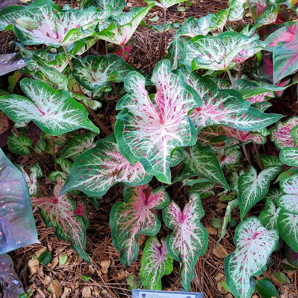 Caladium 'Heart N Soul' Image