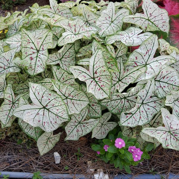 Caladium 'Moonlit Confetti' Image