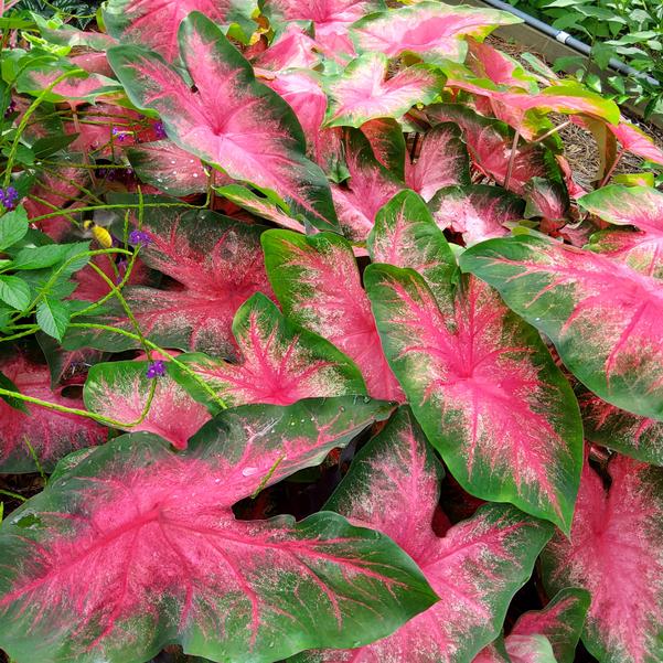 Caladium 'Passionate Pink' Image