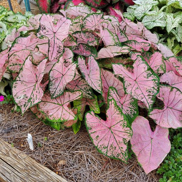 Caladium 'Pink Splash' Image
