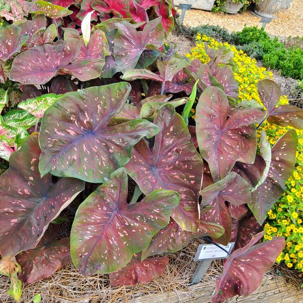 Caladium 'Rain or Shine' Image