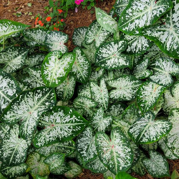 Caladium 'Snow Flurry' Image
