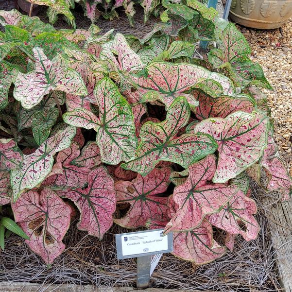 Caladium 'Splash of Wine' Image