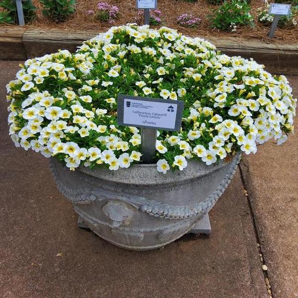 Calibrachoa Cabaret® 'Frosty Lemon' Image