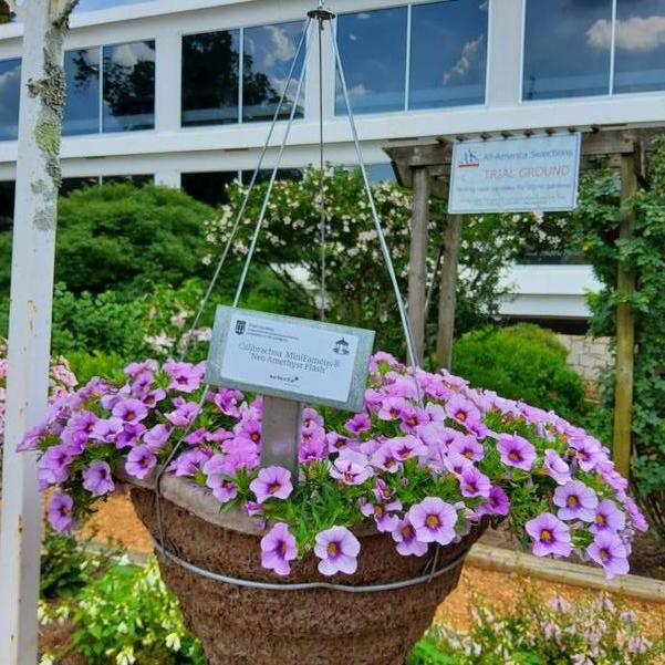 Calibrachoa MiniFamous® 'Neo Amethyst Flash' Image