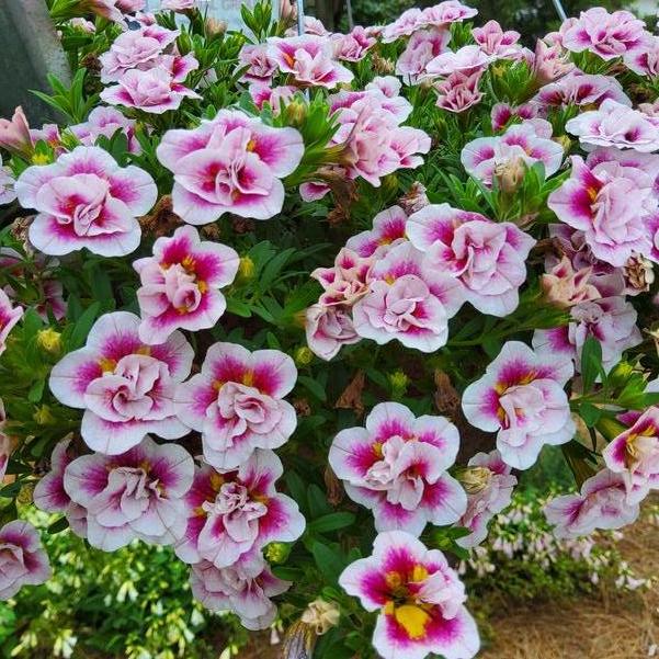 Calibrachoa MiniFamous® 'Uno Double PinkTastic' Image