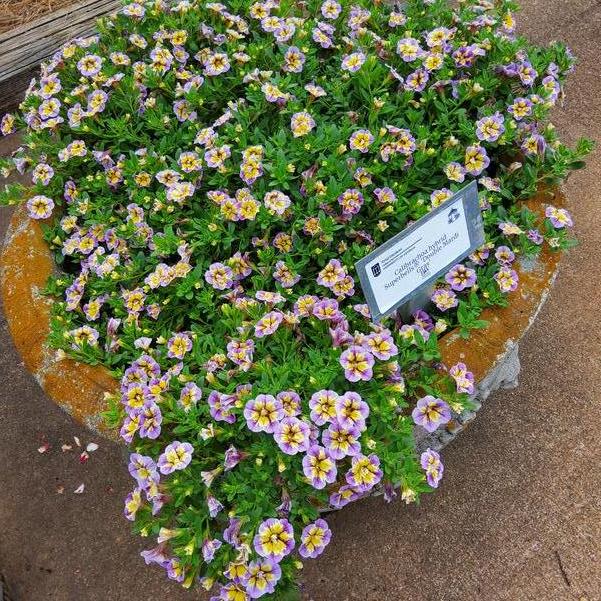 Calibrachoa hybrid Superbells® 'Double Mardi Gras' Image