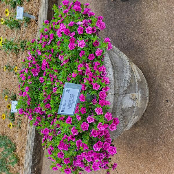Calibrachoa hybrid Superbells® 'Double Midnight Magenta' Image
